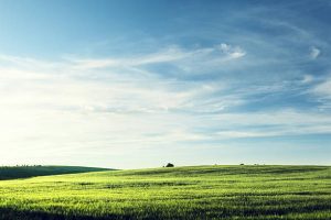 ForeverLawn Northern Ohio Local Lawn Care & Artificial Grass Experts on Google Maps