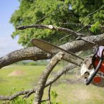 Experienced Tree Service in Shelton for Large Trees
