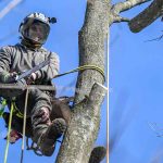 Trusted Tree Removal Service in Jackson MI with Free Estimates
