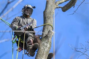 Trusted Tree Removal Service in Jackson MI with Free Estimates
