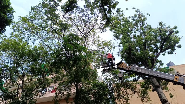 Full-Service Tree Service for Safe and Efficient Results