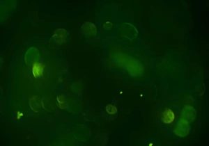 Premium Quality Transfection Reagents for Modern Molecular Research