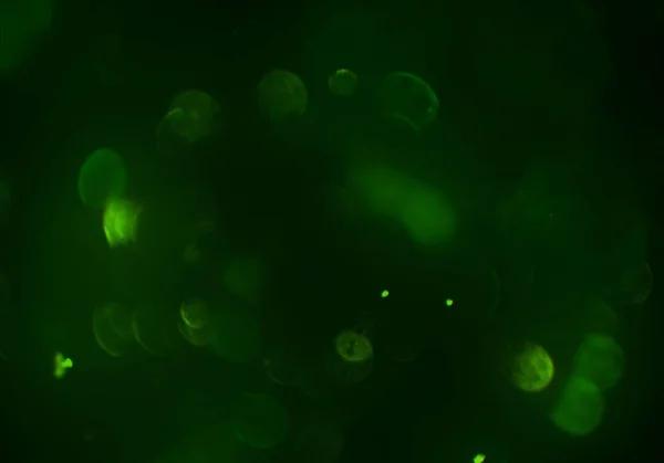 Premium Quality Transfection Reagents for Modern Molecular Research