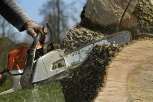 Affordable Tree Service South Lake Tahoe for Residential Properties